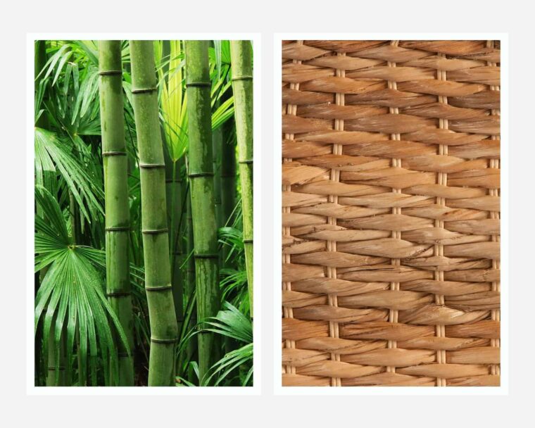 Bamboo vs Rattan - Pros & Cons, Differences & Uses