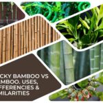 Lucky Bamboo Vs Bamboo - Uses, Differencies & Similarities