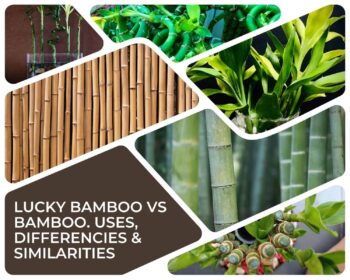 Lucky Bamboo Vs Bamboo - Uses, Differencies & Similarities