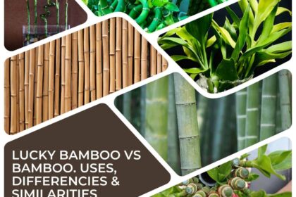 Lucky Bamboo Vs Bamboo - Uses, Differencies & Similarities