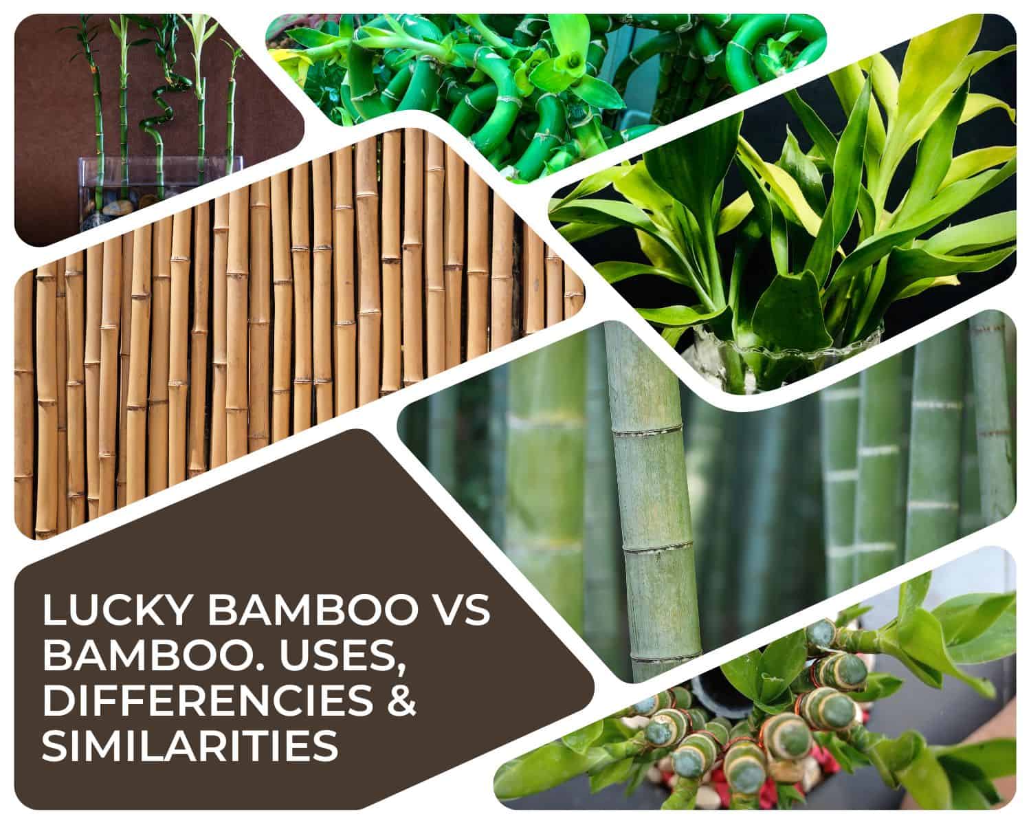 Lucky Bamboo Vs Bamboo - Uses, Differencies & Similarities