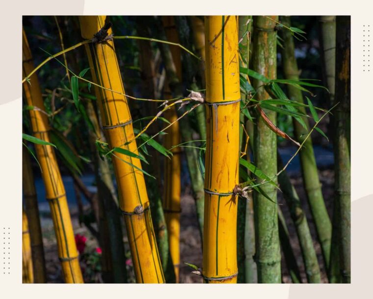 Disadvantages of bamboo