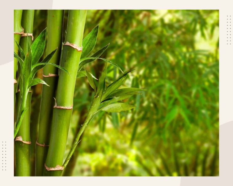 Advantages of Bamboo