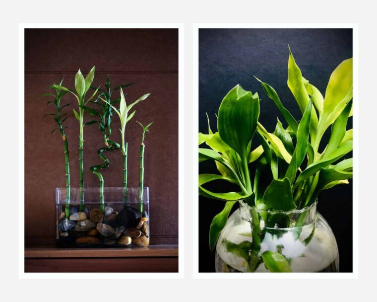 Pros and Cons of Lucky Bamboo and Bamboo