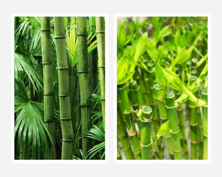 What is the difference between lucky bamboo and bamboo?