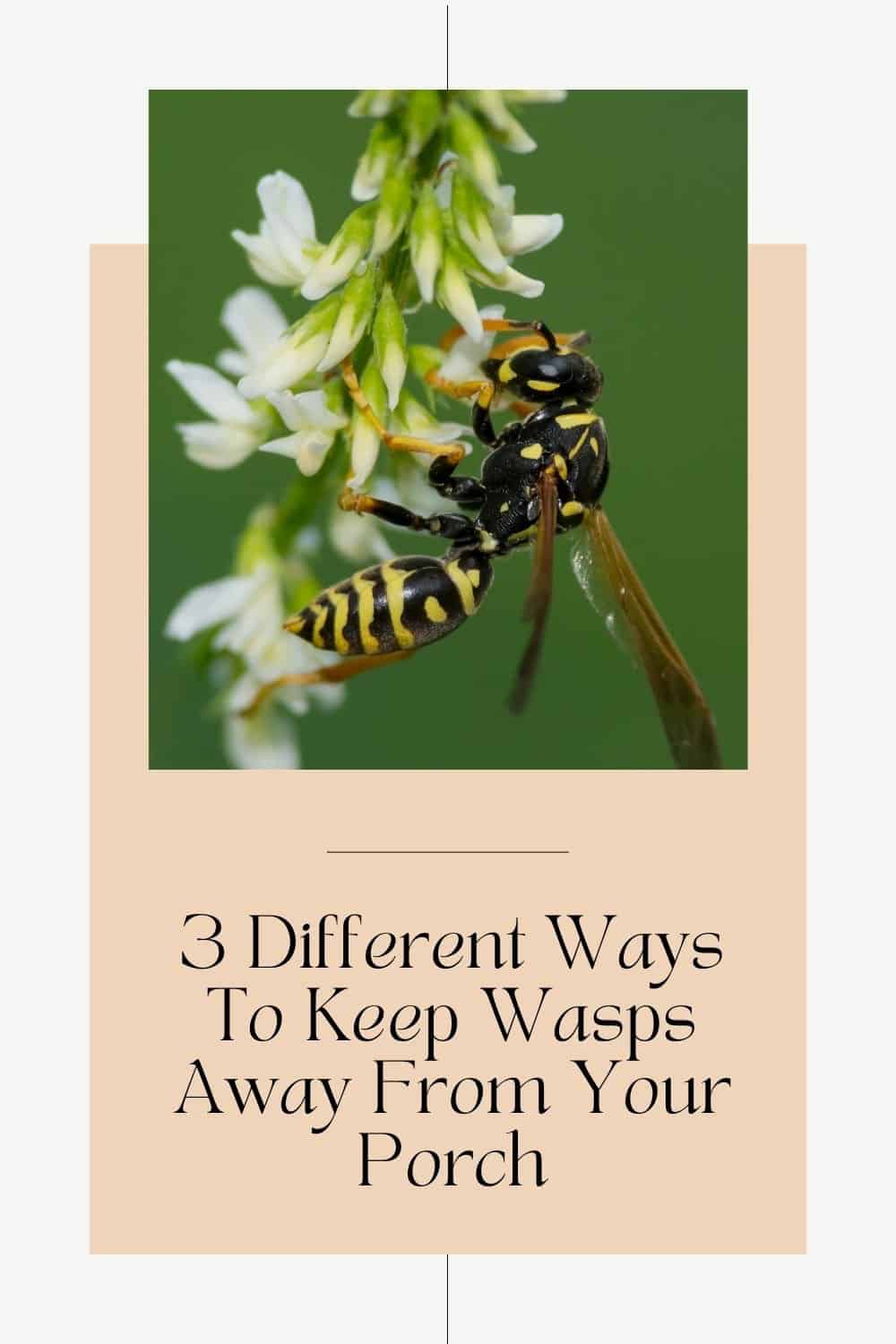 how to repel wasps from your porch