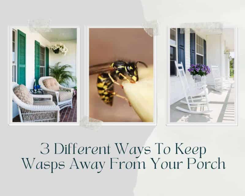 how to repel wasps from your porch