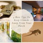 Keep Lizards Away From Your Porch