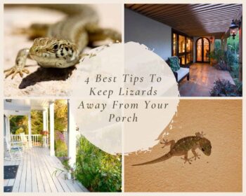 Keep Lizards Away From Your Porch