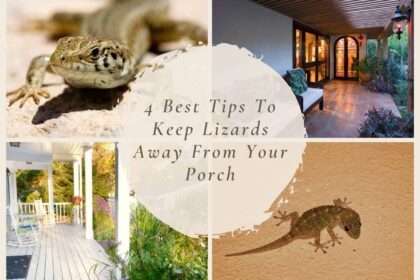 Keep Lizards Away From Your Porch