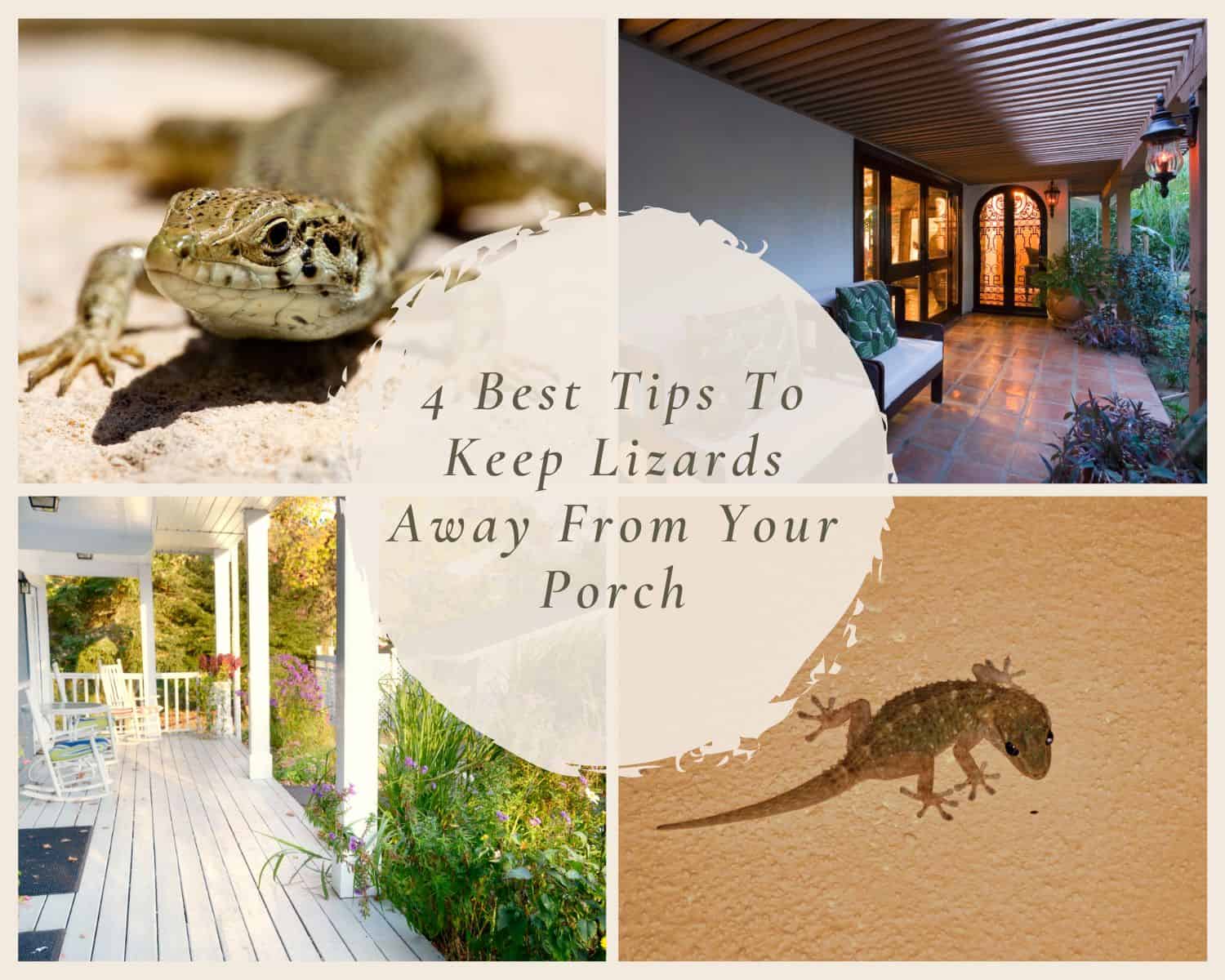 Keep Lizards Away From Your Porch