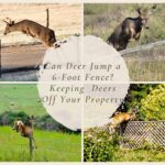 Can Deer Jump a 6-Foot Fence