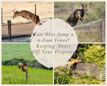 Can Deer Jump a 6-Foot Fence