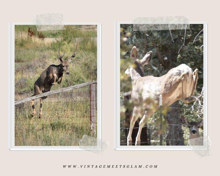 Can Deer Jump a 6-Foot Fence