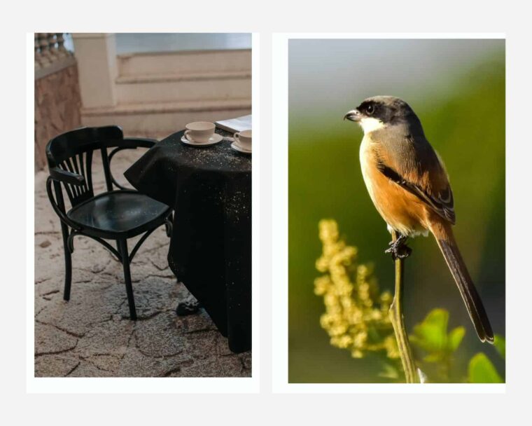 How To Keep Birds Off Patio Furniture (4 Best Ways)