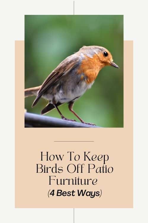 How To Keep Birds Off Patio Furniture (4 Best Ways)