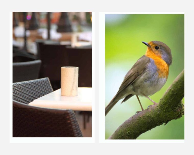 How To Keep Birds Off Patio Furniture (4 Best Ways)